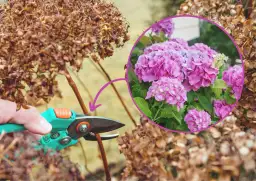 Kiedy i jak przycinać hortensje ogrodowe: 7 kluczowych zasad