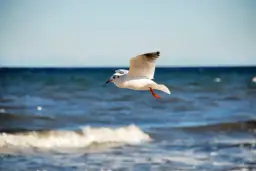 Jakie ptaki nad morzem? Poznaj gatunki, miejsca i tajemnice obserwacji!