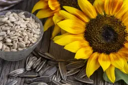 Czy słonecznik jest zdrowy: Poznaj 7 niezwykłych właściwości tej rośliny