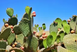 Meksyk kiedy jechać: uniknij najgorszej pogody i ciesz się wakacjami