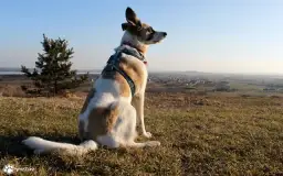 Co daje spacer z psem? Odkryj korzyści dla zdrowia i relacji