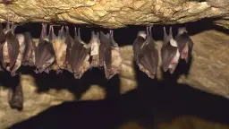 Jak nietoperze przetrwają zimę? Hibernacja, miejsca zimowania i zagrożenia