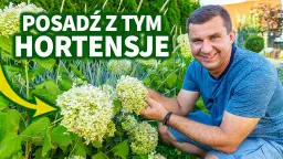 Co posadzić obok hortensji, by stworzyć piękne kompozycje?