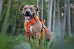 Jakie szelki dla szczeniaka zapewnią mu komfort i bezpieczeństwo?