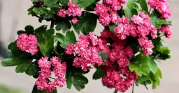 Kiedy kwitnie głóg? Odkryj tajemnice jego pięknego kwitnienia