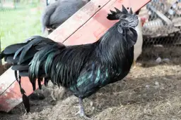 Najpopularniejsze rasy kur w Polsce: wszystko, co musisz wiedzieć