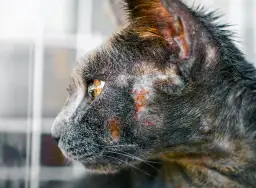 Czy świerzb u kota jest zaraźliwy dla ludzi: poznaj fakty i zagrożenia