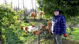 Jak przycinać hortensje na pniu, aby uniknąć najczęstszych błędów