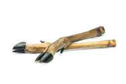 Wszystko co musisz wiedzieć o budowie i funkcjach racic sarny w naturze