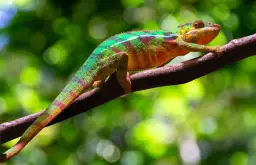 Gdzie znaleźć najlepsze akcesoria dla gadów? Podpowiedzi dla miłośników terrarystyki