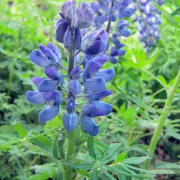 Jaki łubin na poplon wybrać: słodki czy gorzki? Porównanie i praktyczne porady