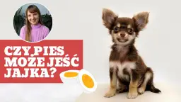 Czy pies może jeść jajka? Korzyści, zagrożenia i bezpieczne sposoby podawania
