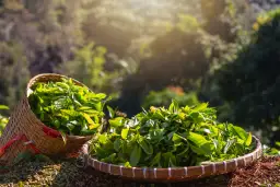 Skąd pochodzi herbata? Poznaj fascynującą historię tego napoju