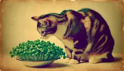 Czy koty mogą jeść rzeżuchę? Sprawdź, co może być niebezpieczne