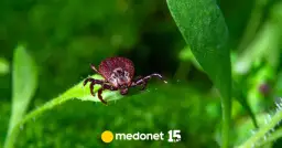 Czy kleszcze skaczą? Prawda o ich zachowaniu i jak się chronić