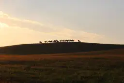 Stadnina koni Runowo - piękne zdjęcia i informacje o ofercie