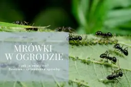 Jak skutecznie zwalczyć mrówki w ogrodzie domowymi sposobami bez chemii