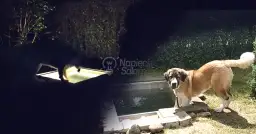 Jak zrobić basen dla psa - proste kroki, które zapewnią mu radość