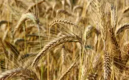 Ile nawozu na pszenżyto? Odpowiednie dawki azotu, fosforu i potasu