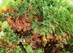 Jak często podlewać tuje, by uniknąć przesuszenia i zapewnić zdrowy wzrost?