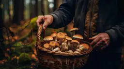 Kiedy grzyby: Do kiedy są grzyby, Grzyby krawce, Kiedy pierwsze grzyby