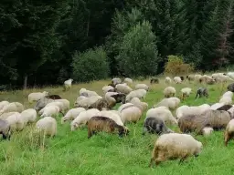 Gdzie kupić baraninę? Sprawdzone miejsca i najlepsze oferty