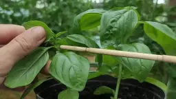 Jak przycinać bazylię, aby uniknąć błędów i cieszyć się zdrowym wzrostem