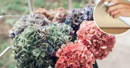 Jak skutecznie suszyć kwiaty hortensji ogrodowej i zachować ich urodę