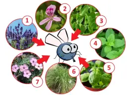 Skuteczne sposoby co odstrasza muchy na tarasie: 8 sprawdzonych metod