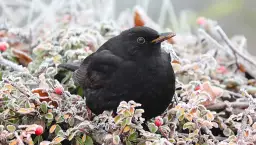 Gdzie zimują kosy? Sekrety migracji i zimowych siedlisk tych ptaków