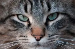 Czy koty widzą aurę? Prawda o ich niezwykłych zdolnościach