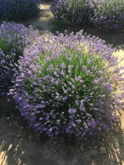 Jak prawidłowo sadzić lawendę w ogrodzie i uniknąć błędów przy pielęgnacji