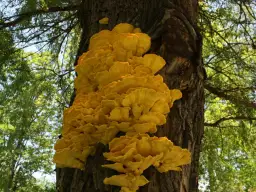 Poznaj smaczne grzyby jadalne rosnące na pniach i bezpiecznie je zbieraj