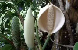 Czy monstera kwitnie? Rzadkie kwiaty i tajemnice pielęgnacji