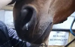 RAO u koni: Objawy, przyczyny i leczenie końskiej astmy