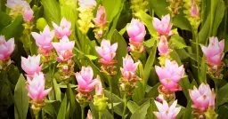 Ziemowit roślina: Cechy, uprawa i pielęgnacja tej interesującej rośliny