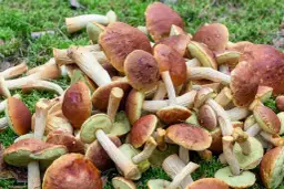 Jak rozpoznać jasnobrązowy grzyb w lesie - cechy charakterystyczne