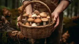 Borowik brązowy - Najlepsze sposoby na znalezienie tego grzyba