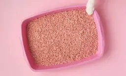 Jak często czyścić kuwetę, by zapewnić kotu zdrowie i komfort