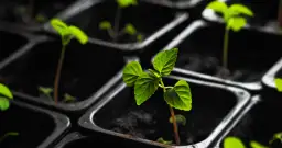 Kiedy pikować pomidory do doniczek, aby uniknąć błędów w uprawie