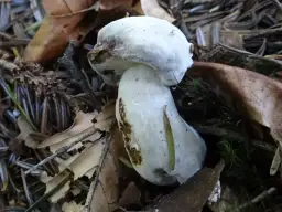 Borowik biały: jak rozpoznać i zbierać bez pomyłek - kompletny poradnik