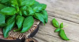 Czy pies może jeść bazylię? Bezpieczeństwo i korzyści dla pupila