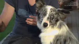 Czego uczyć szczeniaka, aby uniknąć problemów w przyszłości?