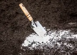 Jak prawidłowo stosować dolomit w ogrodzie, aby poprawić glebę i uniknąć błędów