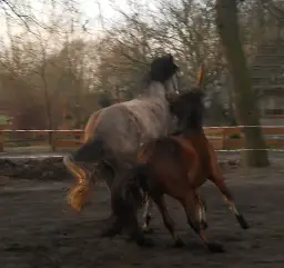 Co zrobić gdy koń atakuje: skuteczne metody na agresywne zachowanie