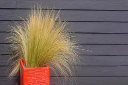 Czy trawy ozdobne można sadzić w donicach? Odkryj najlepsze gatunki