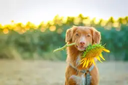 Czy pies może jeść słonecznik? Poznaj zalecenia i zagrożenia dla pupila
