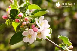 Jak kwitnie jabłoń – poznaj tajemnice jej pięknych kwiatów