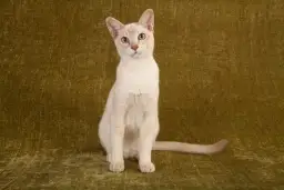 Kot tonkijski w Lidzbarku - piękne koty czekają na dom