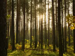 Gdzie można rozbić namiot? Najlepsze miejsca na legalne biwakowanie